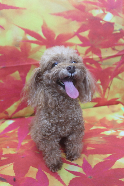 千葉県船橋市のトイプードルのトリミング前画像