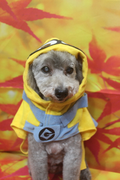 千葉県船橋市のトイプードルのトリミング画像