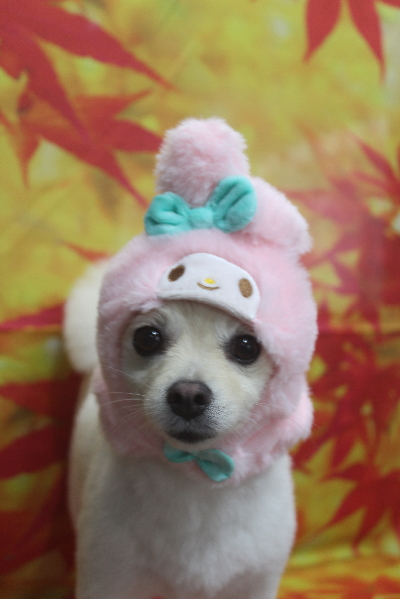 東京都港区のポメラニアンのトリミング画像