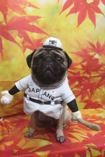 千葉県鎌ケ谷市のパグのトリミング画像