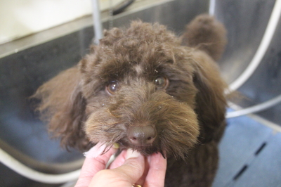 千葉県市川市のトイプードルの歯磨き画像