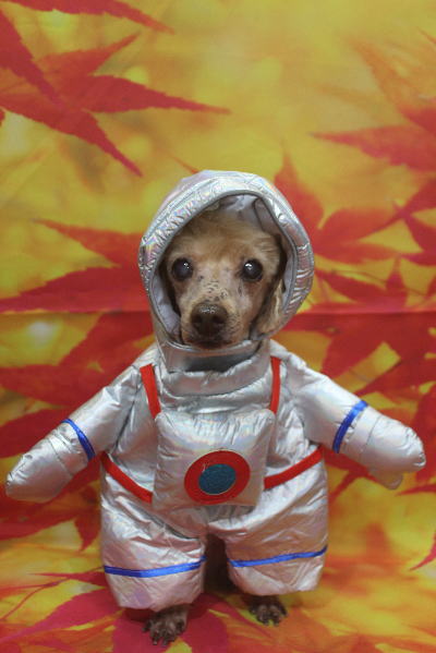 千葉県船橋市のトイプードルのトリミング画像