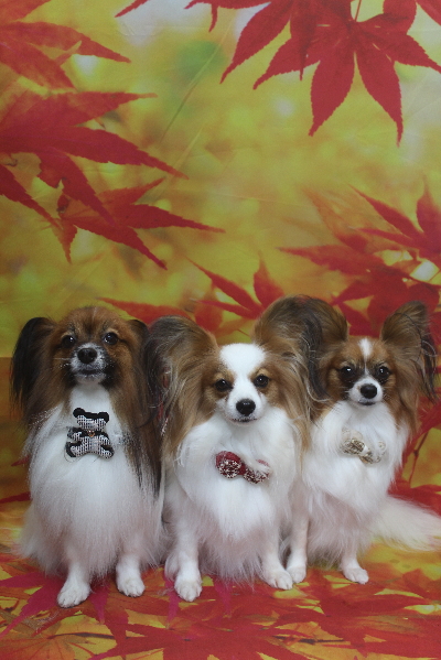 千葉県鎌ヶ谷市のパピヨンのトリミング画像