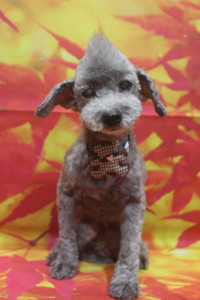 千葉県船橋市のトイプードルのトリミング画像