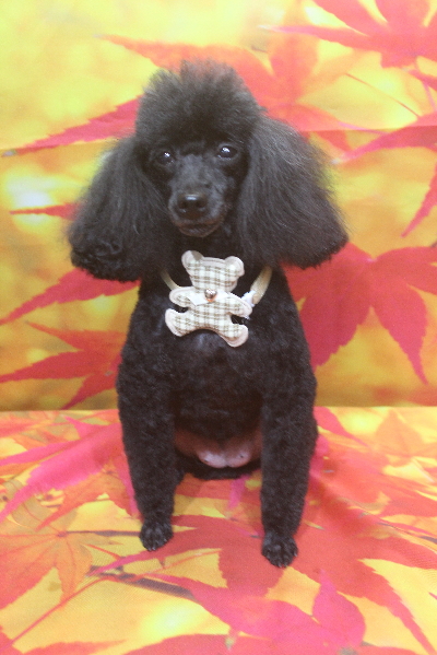 千葉県船橋市のトイプードルのトリミング画像