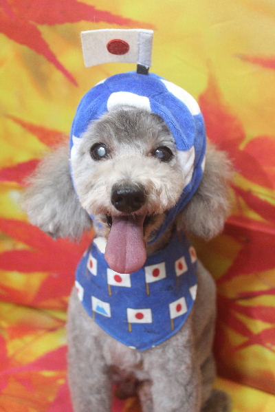 千葉県船橋市のトイプードルのトリミング画像