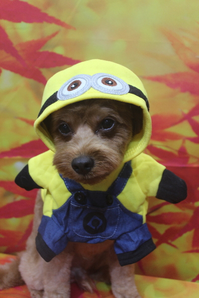 千葉県鎌ケ谷市のミックス犬のトリミング画像