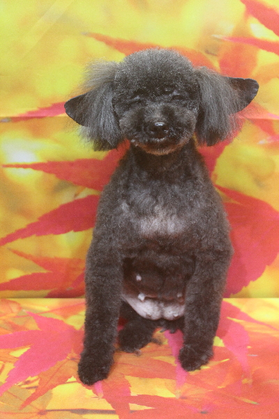 トイプードルブリーダーの成犬、トリミング画像