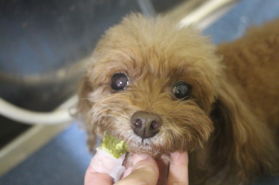 千葉県船橋市のトイプードルの歯磨き画像