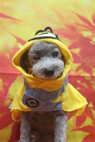 千葉県船橋市のトイプードルのトリミング画像