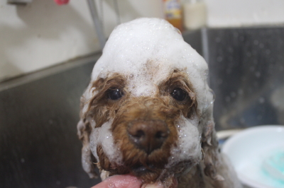 千葉県鎌ケ谷市のトイプードルのシャンプー画像