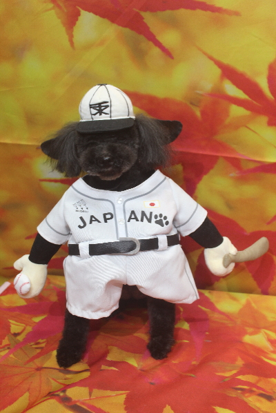 トイプードルブリーダーの成犬、トリミング画像