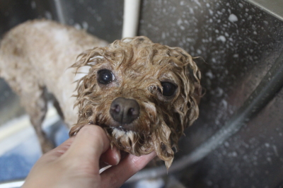 千葉県船橋市のトイプードルのシャンプー画像