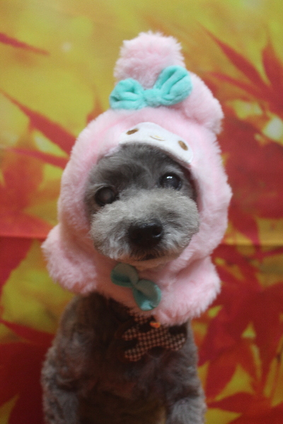 千葉県船橋市のトイプードルのトリミング画像