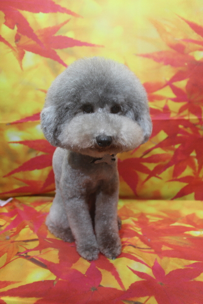 千葉県船橋市のトイプードルのトリミング画像