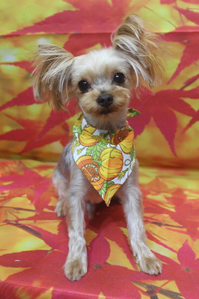 千葉県鎌ケ谷市ヨークシャーテリアのトリミング画像