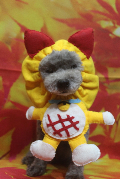 千葉県船橋市のトイプードルのトリミング画像