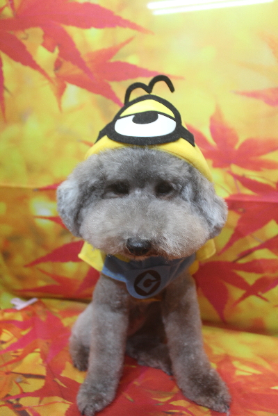 千葉県船橋市のトイプードルのトリミング画像