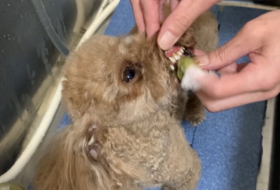 神奈川県横浜市のトイプードルの歯磨き画像