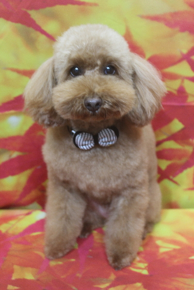 千葉県船橋市のトイプードルのトリミング画像