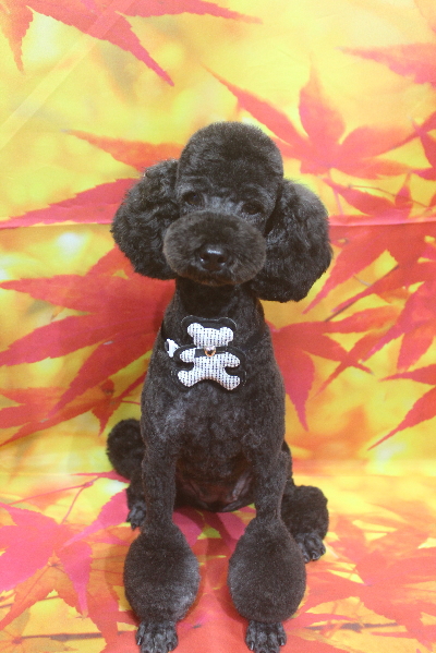 トイプードルブリーダーの成犬、トリミング画像