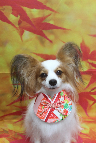 千葉県鎌ヶ谷市のパピヨンのトリミング画像