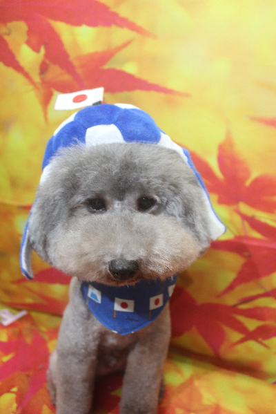 千葉県船橋市のトイプードルのトリミング画像