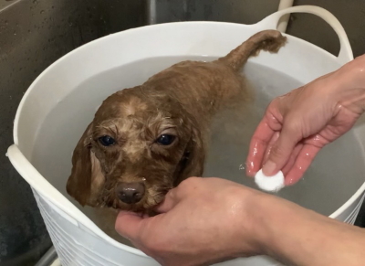 神奈川県横浜市のトイプードルの炭酸泉画像