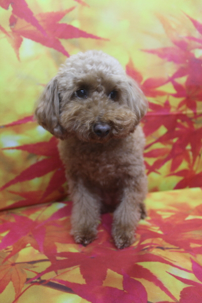 千葉県船橋市のトイプードルのトリミング前画像