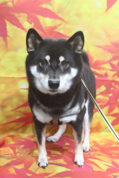 千葉県船橋市の柴犬のトリミング前画像