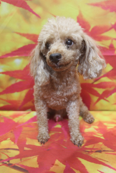 千葉県船橋市のトイプードルのトリミング前画像