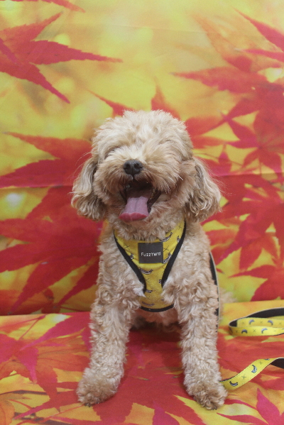 千葉県船橋市のミックス犬のトリミング前画像