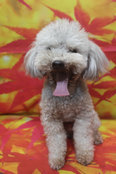 千葉県船橋市のトイプードルのトリミング前画像