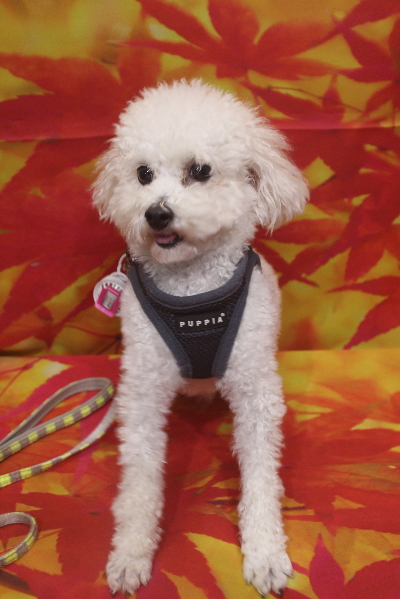 千葉県市川市のトイプードルのトリミング前画像