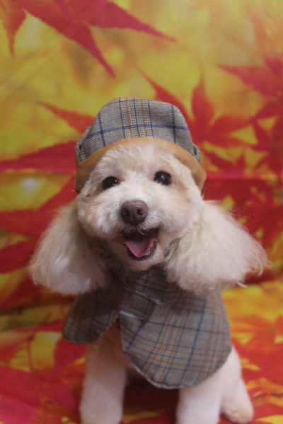 千葉県船橋市のトイプードルのトリミング画像