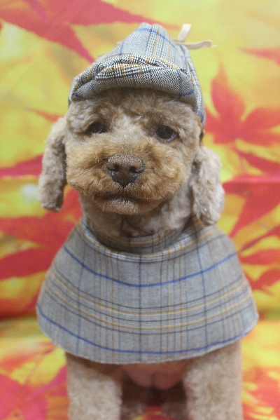 千葉県鎌ケ谷市のトイプードルのトリミング画像