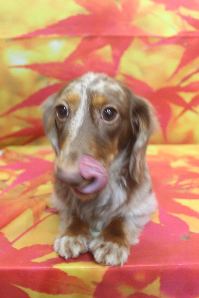 千葉県佐倉市のカニンヘンダックストリミング前画像