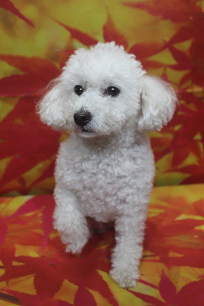 千葉県船橋市のトイプードルのトリミング前画像