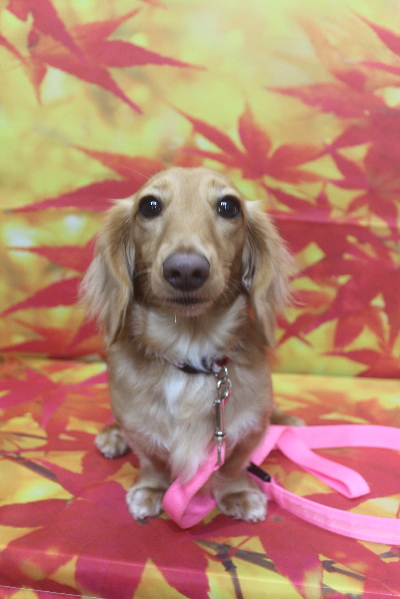 千葉県船橋市のミニチュアダックスのトリミング前画像