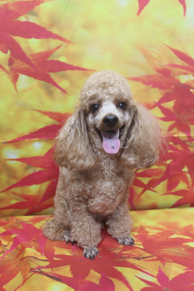 千葉県鎌ヶ谷市のトイプードルのトリミング前画像