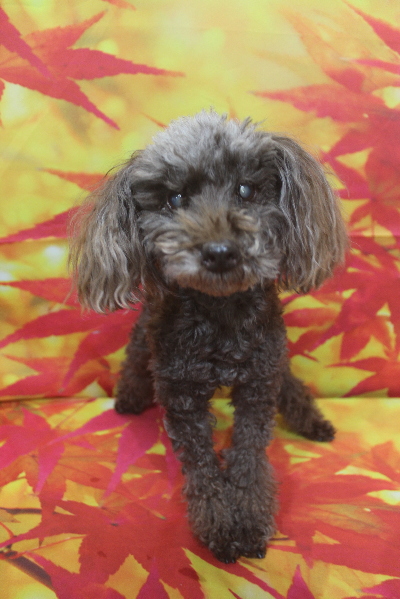 千葉県船橋市のトイプードルのトリミング前画像