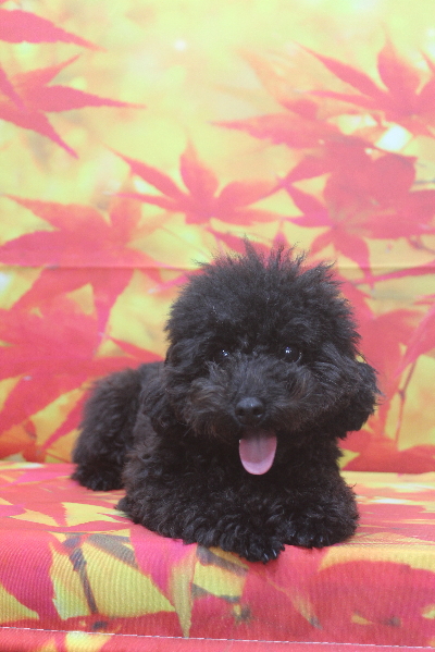 千葉県鎌ヶ谷市のトイプードルのトリミング前画像