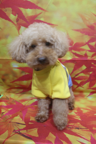 千葉県花見川区トイプードルのトリミング前画像