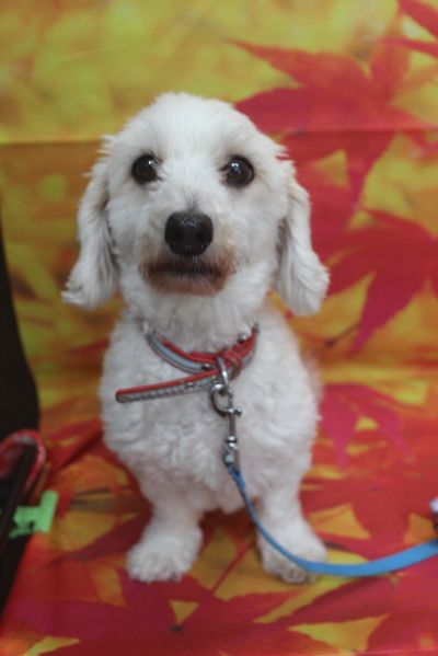 千葉県船橋市のミックス犬のトリミング前画像