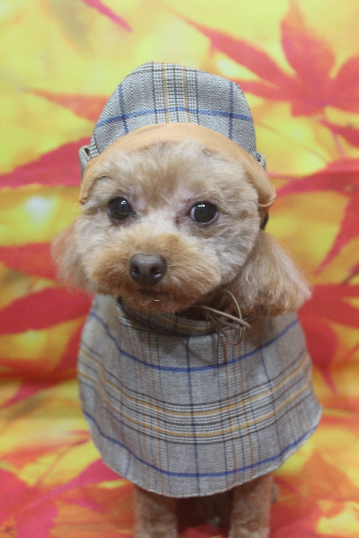 千葉県船橋市のトイプードルのトリミング画像