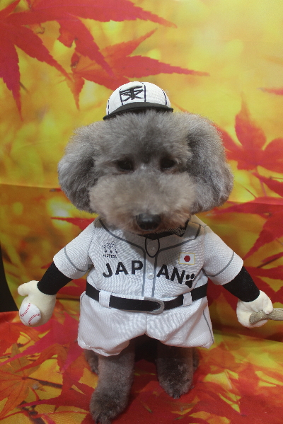 千葉県船橋市のトイプードルのトリミング画像