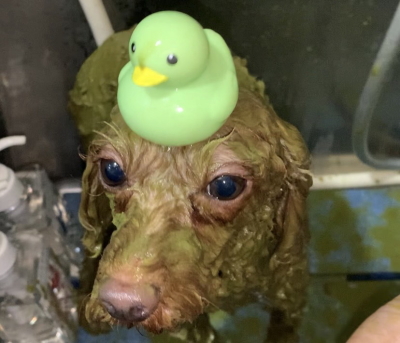 神奈川県横浜市のトイプードルのハーブパック画像