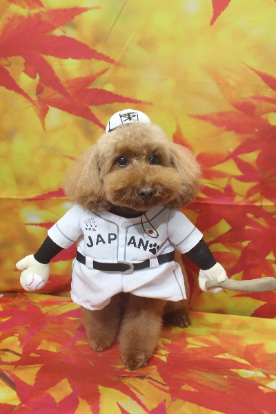 千葉県船橋市のトイプードルのトリミング画像