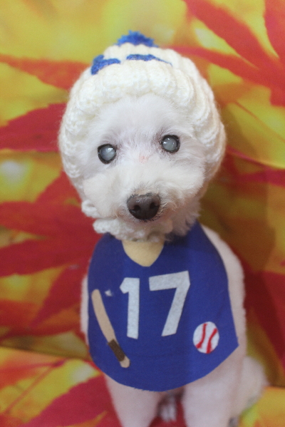 千葉県習志野市のトイプードルのトリミング画像