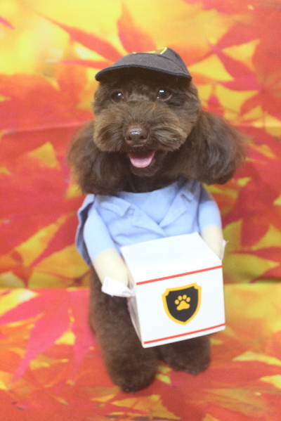 千葉県市川市のトイプードルのトリミング画像